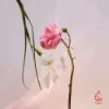 تصویر  اسپل آن یو