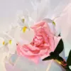 تصویر  اسپل آن یو