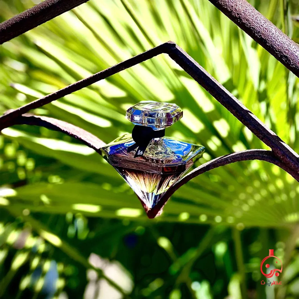 عطر لانویت ترزور
